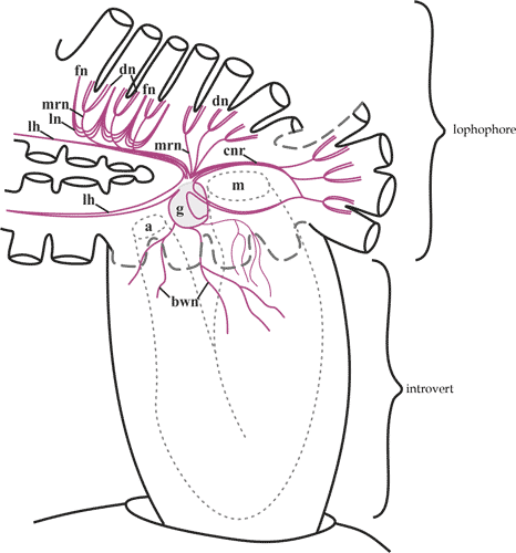 General scheme of a freshwater bryozoan zooid nervous system