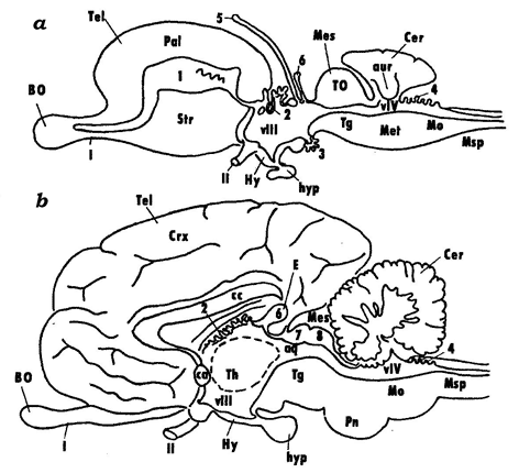 Brain of vertebrates